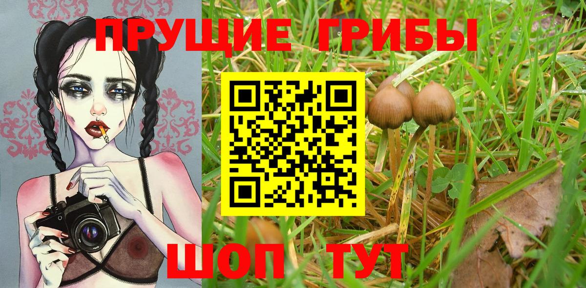Галлюциногенные грибы Psilocybe Санкт-Петербург